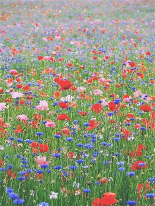 Oplev skønhed og bæredygtigheden i sedummåtter