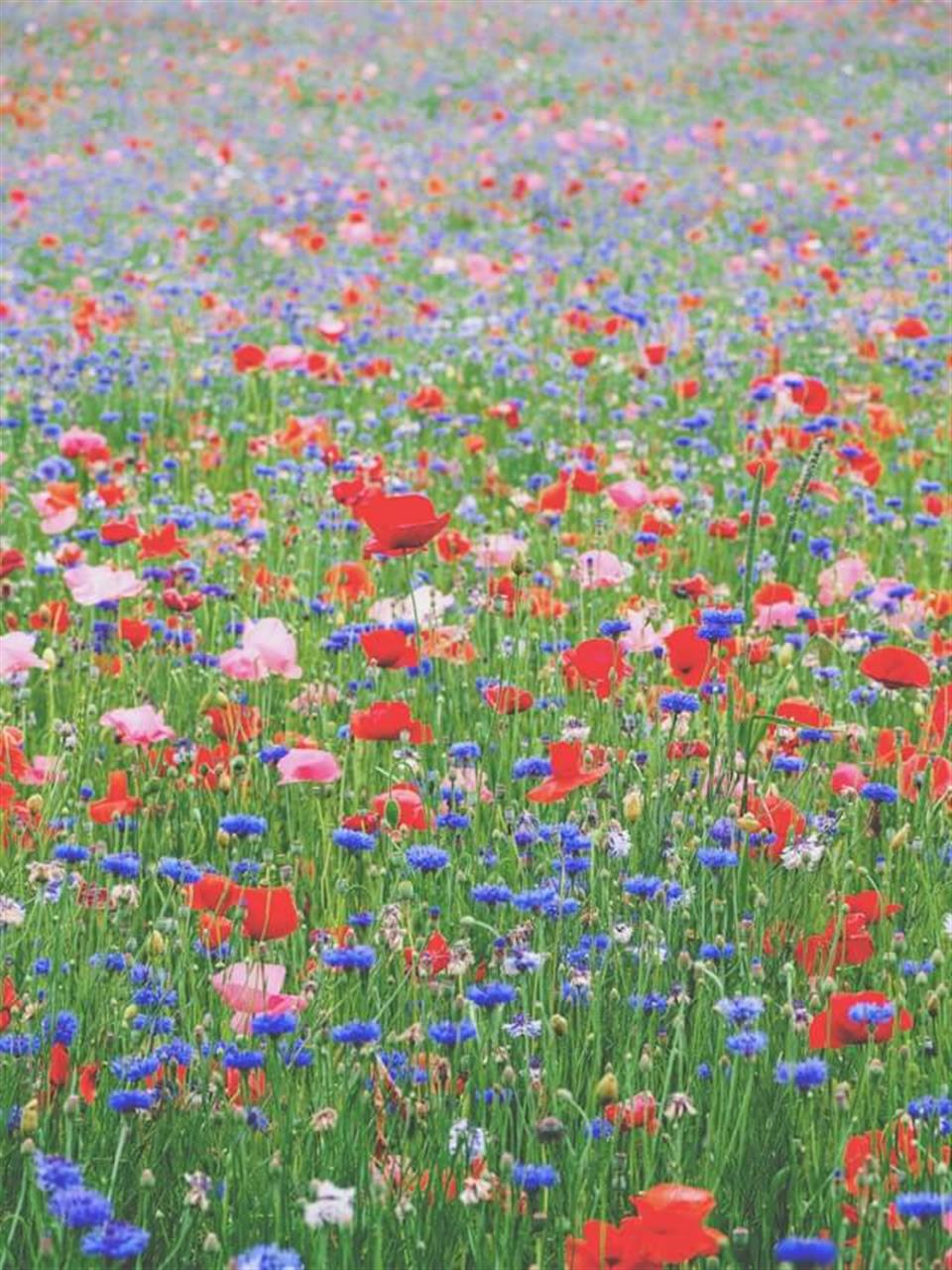 Oplev skønhed og bæredygtigheden i sedummåtter